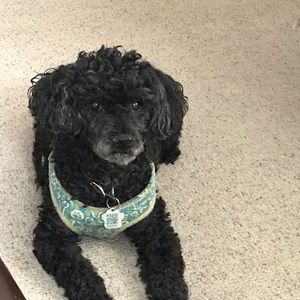 Meet your Posher, Marleen